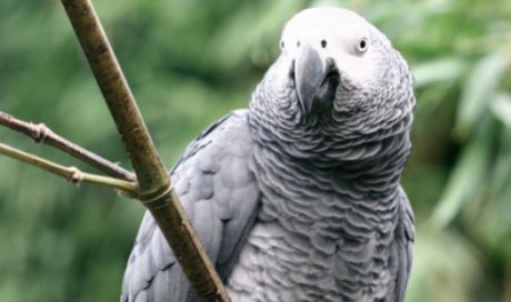 Consultation vétérinaire  pour perroquet gris du Gabon à Dijon et sa région