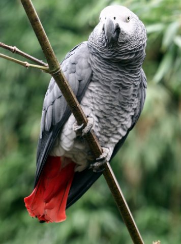 Consultation pour perroquet gris du Gabon à Dijon et sa région