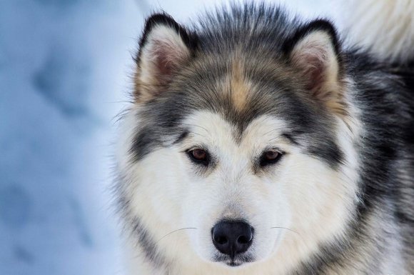 Service vétérinaire à domicile pour le détartrage des dents de chien Dijon