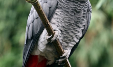 Consultation vétérinaire  pour perroquet gris du Gabon à Dijon et sa région