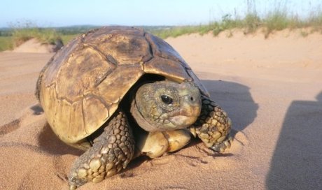 MOVING VET Tortue Dijon