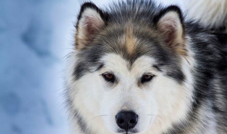 Service vétérinaire à domicile pour le détartrage des dents de chien Dijon