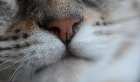 Vétérinaire pour injection pour chat d'urgence à domicile Dijon 