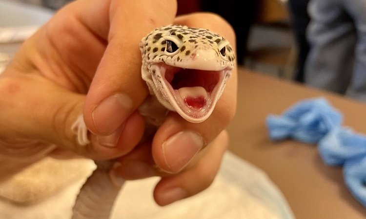 Gecko leopard