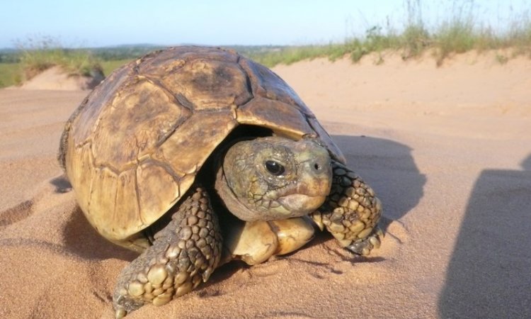 MOVING VET Tortue Dijon